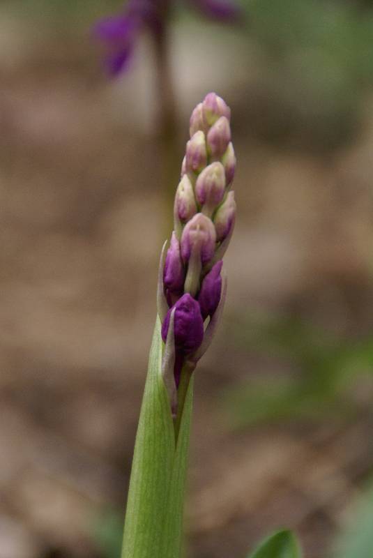 Unser Orchideenpark Bild Nr.011